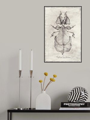 Phyllium Siccifolium