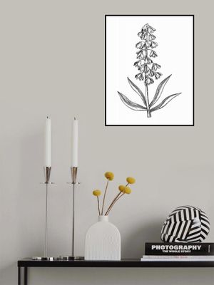 Persian Lily (Fritillaria persica)