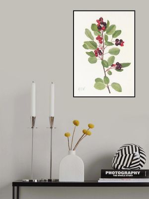 Saskatoon From North American Wildflowers (1925) By Mary Vaux Walcott