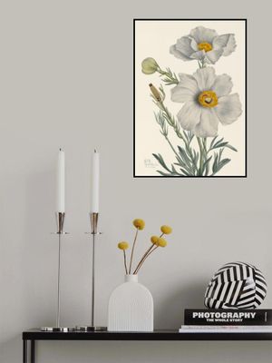 Matilija Poppy