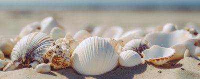 Seaside Shells