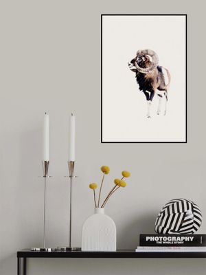 Majestic Ram With Prominent Spiral Horns