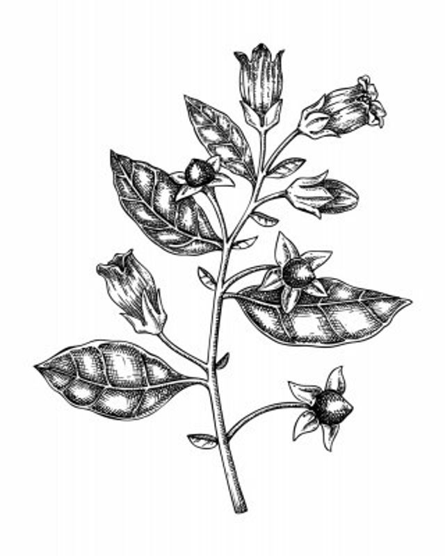 Deadly Nightshade, Belladonna (Atropa bella-donna)