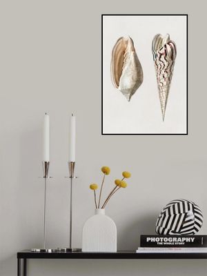 Two Mollusks Crop II