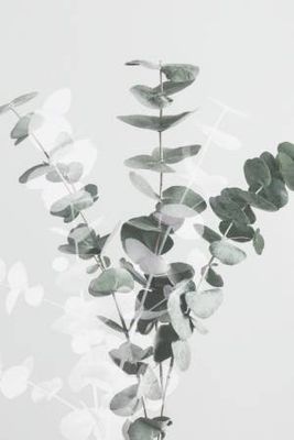 Eucalyptus Creative 07