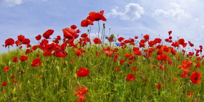 Field of Poppies | panoramic view