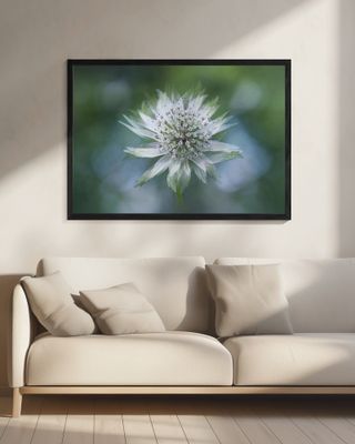 Astrantia
