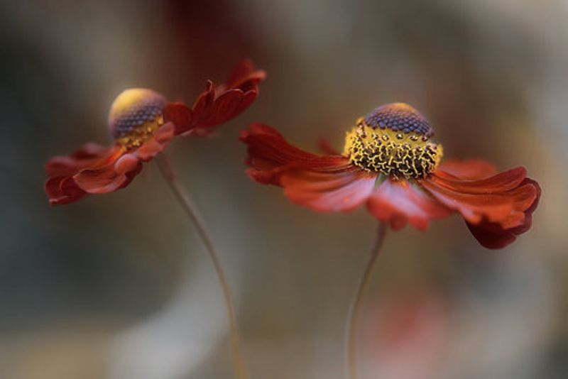 Helenium dance