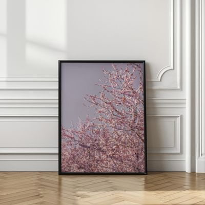 Pink Cherry Blossoms