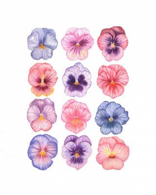 Pansy flower illustration