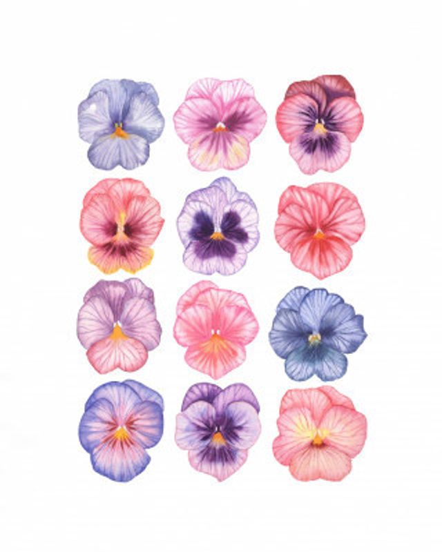 Pansy flower illustration