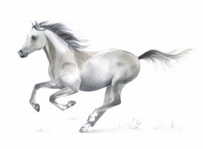 Dynamic Grace of A Galloping Horse
