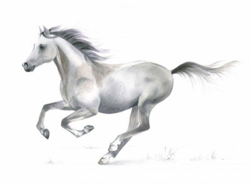 Dynamic Grace of A Galloping Horse