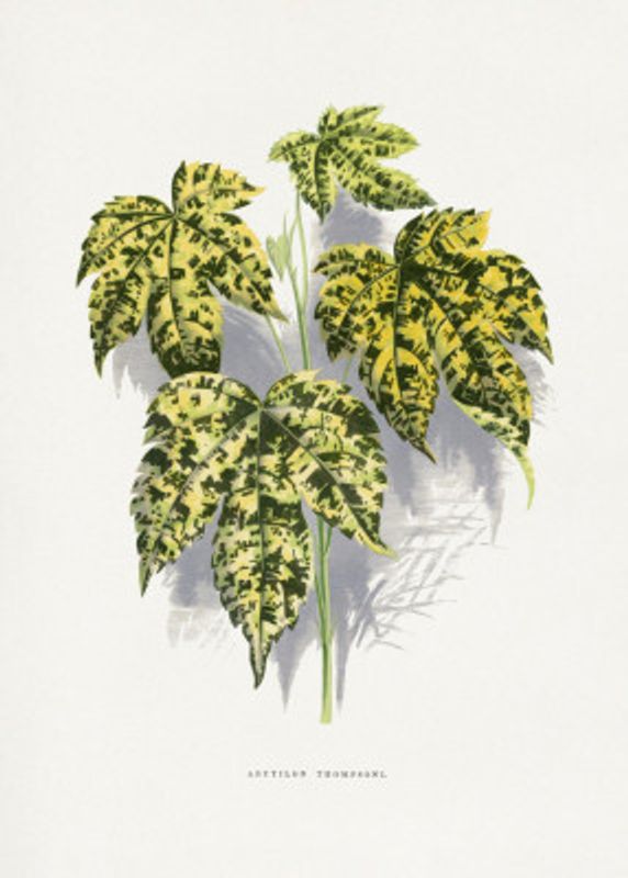 Abutilon Thompsoni Leaf Illustration