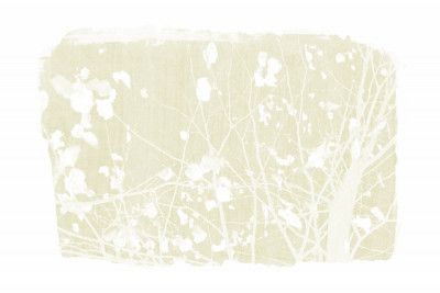 Ivory Tree Foliage Silhouette