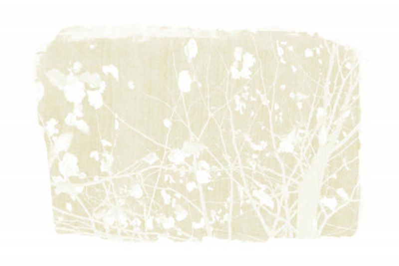 Ivory Tree Foliage Silhouette