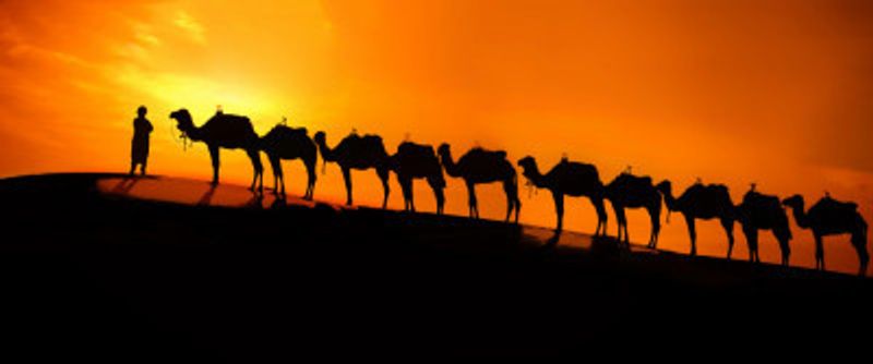 Camel on the desert  sunset
