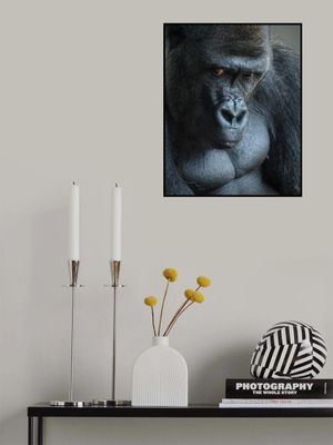 Unhappy Gorilla