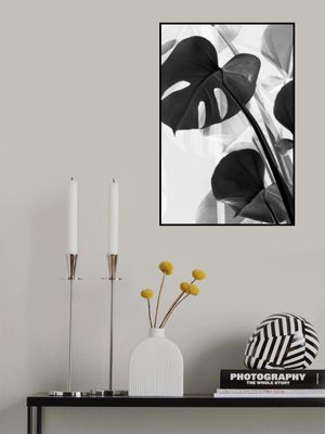 Monstera B&w