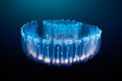 Alien lamp - Pegea confoederata