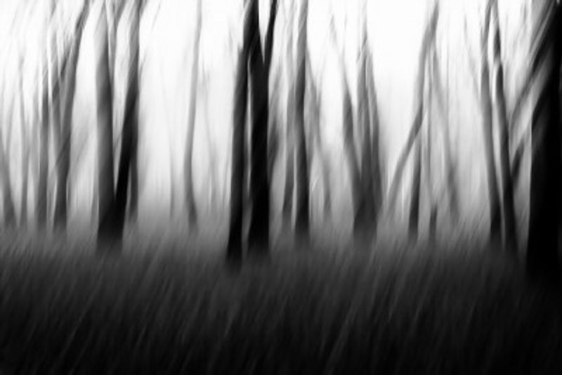 Dancing trees in the fog