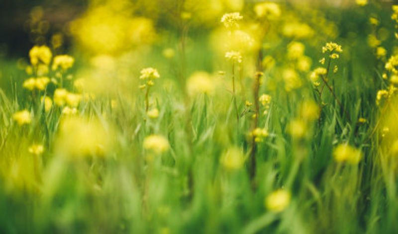 Vibrant Yellow Wild Flowers