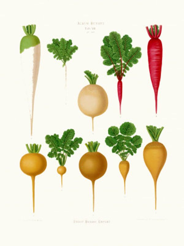 Radishes From Album Benary (1876 1886) By Ernst Benary Copy