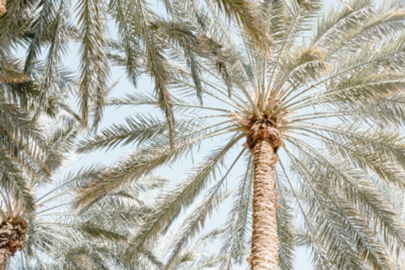 Palm Trees with blue sky
