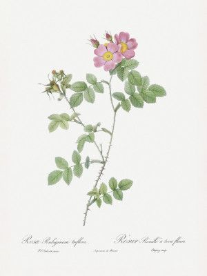 Sweetbriar, Les Roses (1817–1824)