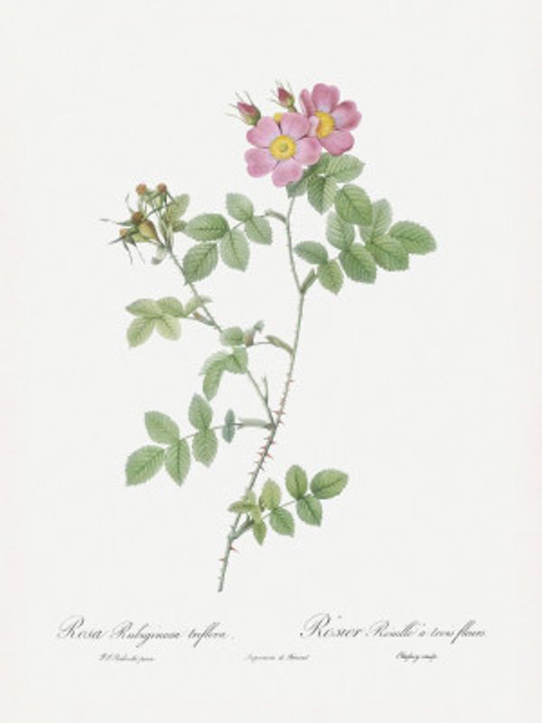 Sweetbriar, Les Roses (1817–1824)