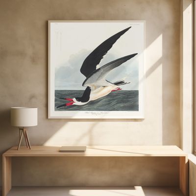 Black Skimmer From Birds of America (1827)