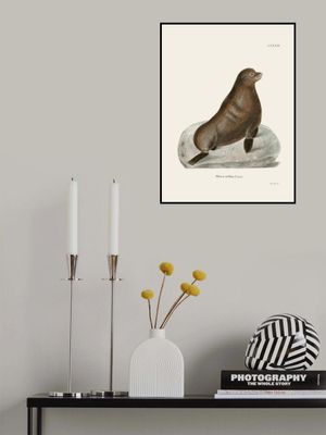 Northern Fur Seal By Johann Christian Daniel Von Schreber.