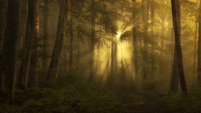 yellow - the bigger picture