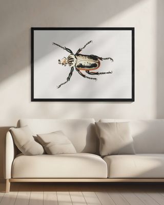 Goliath Beetle