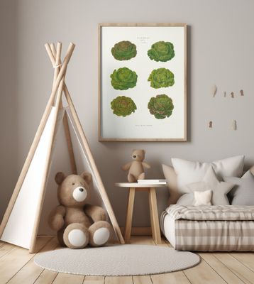 Lettuces – Cabbage Varieties From Album Benary (1876 1886) By Ernst Benary