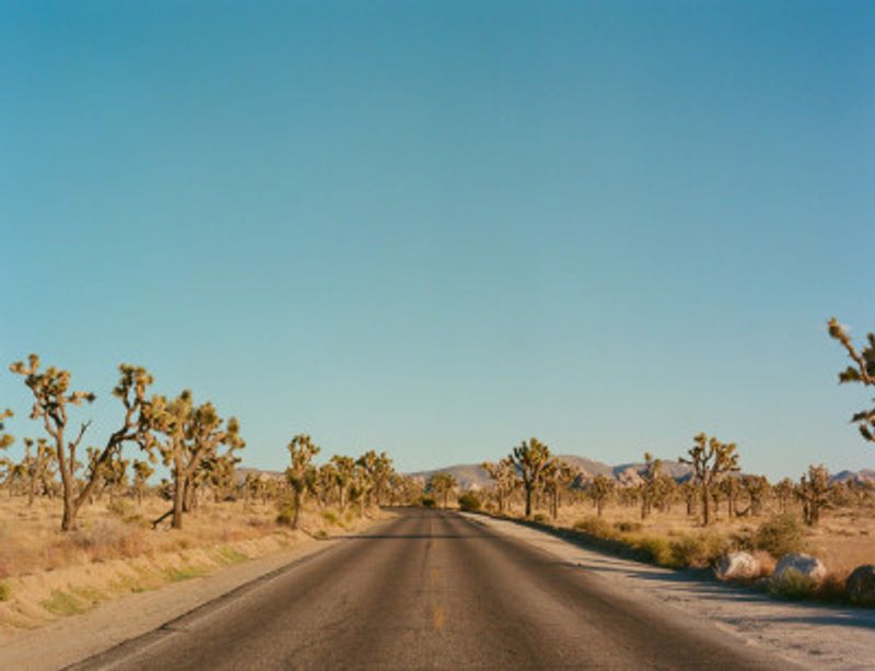 Joshua Tree Road