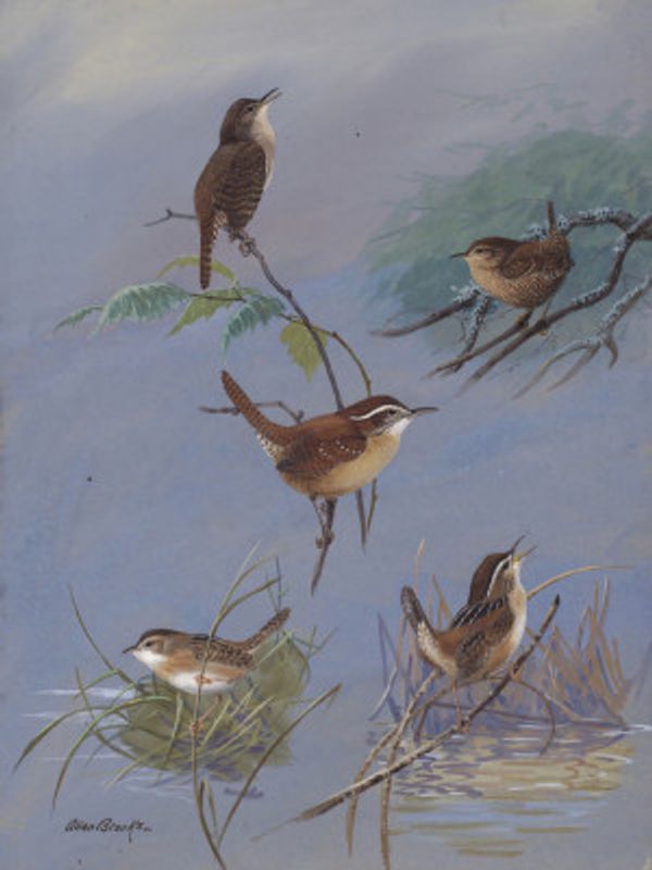 Wren By Allan Brooks