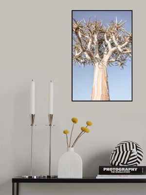 Quiver Tree Against A Clear Blue Sky