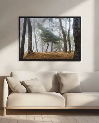 In The Misty Pine Forest