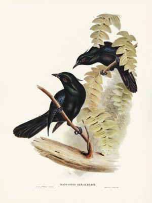 Keraudren's Crow Shrike