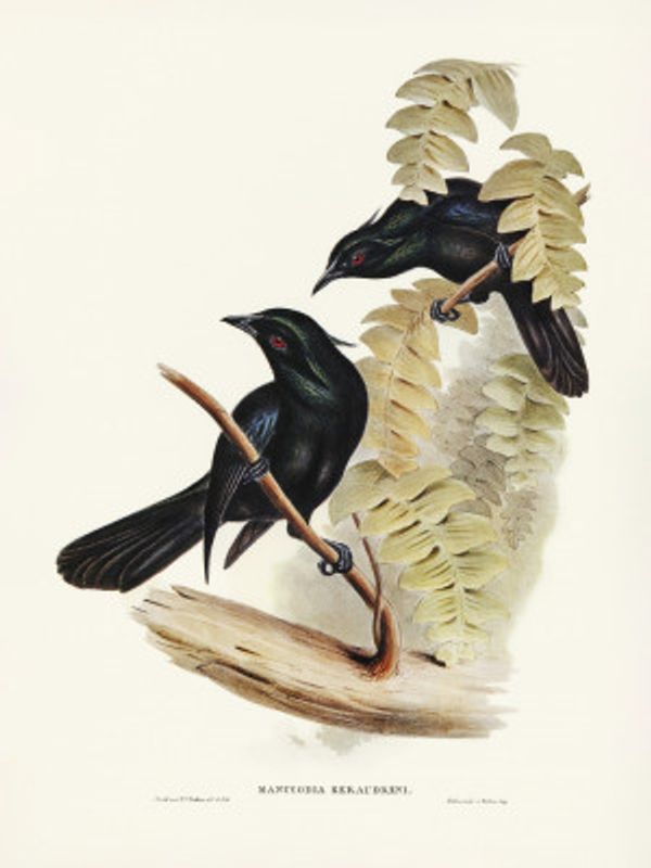 Keraudren's Crow Shrike