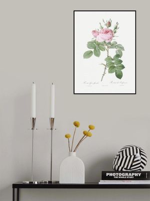 Rosa Bifera Officinalis,les Roses (1817–1824)