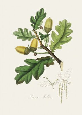 English Oak (quercus) Medical Botany