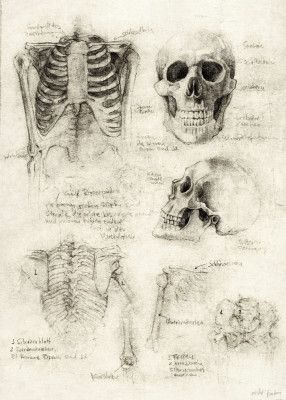 Bones of the Core Skull &amp; Ribcage Studies