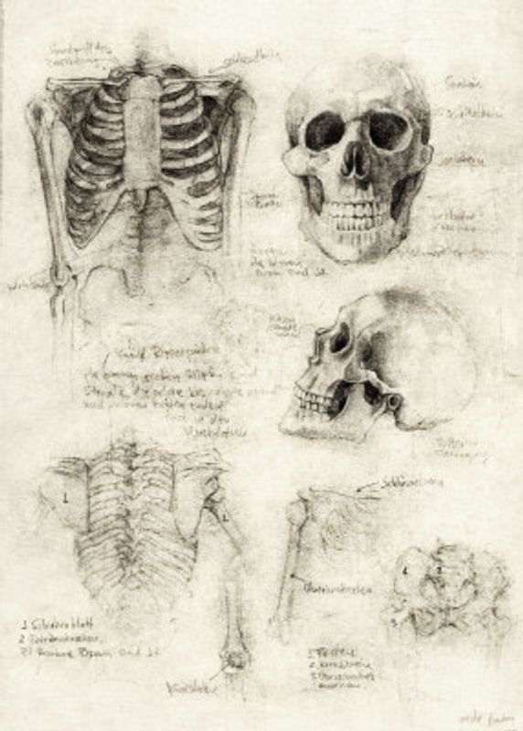 Bones of the Core Skull &amp; Ribcage Studies
