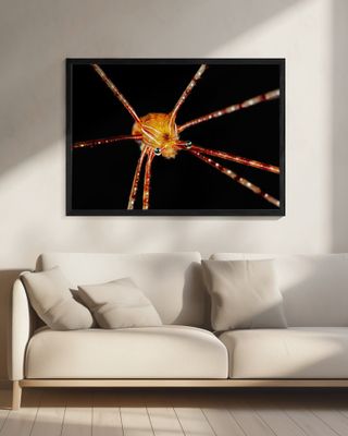 Spider squat lobster