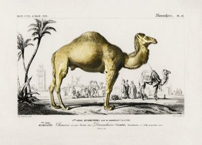 Camel (camelus)