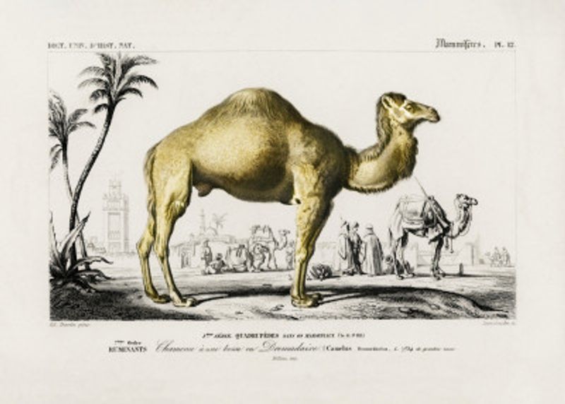 Camel (camelus)