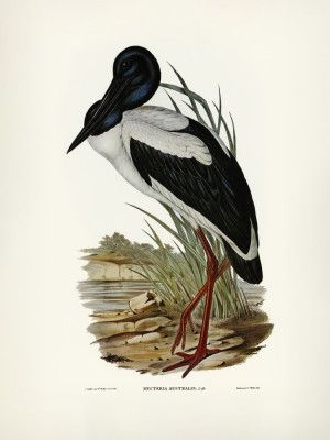 Australian Mycteria