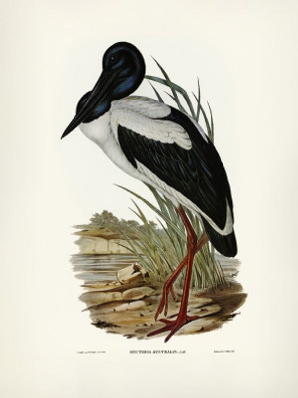 Australian Mycteria